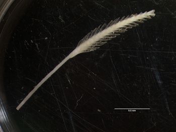 Media type: image;   Malacology 170974